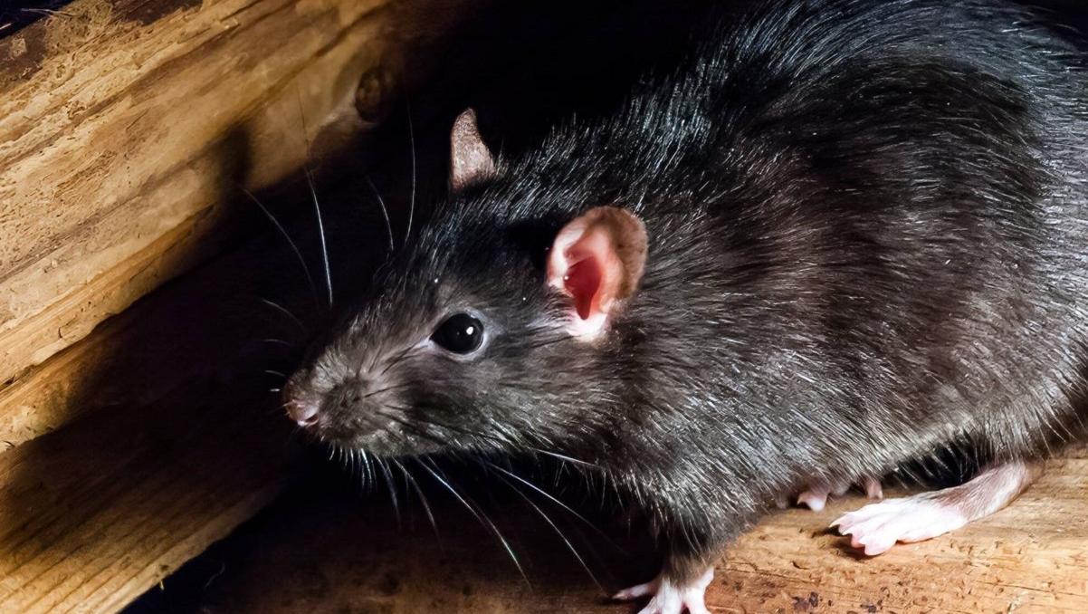 Las ratas son una plaga que puede traer enfermedades severas a los humanos.