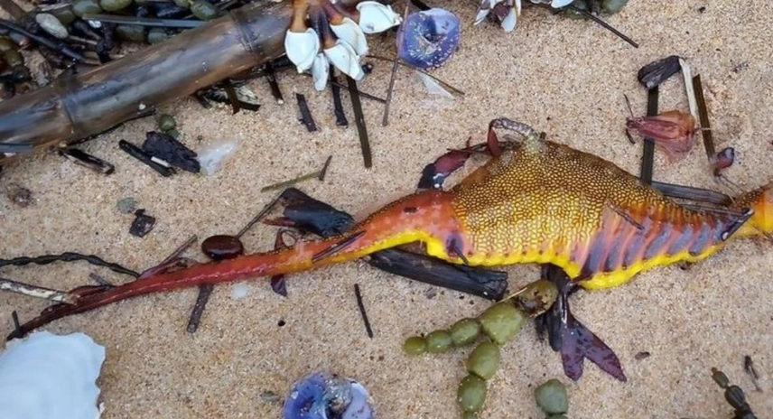 Los dragones de mar fueron hallados en las playas australianas.