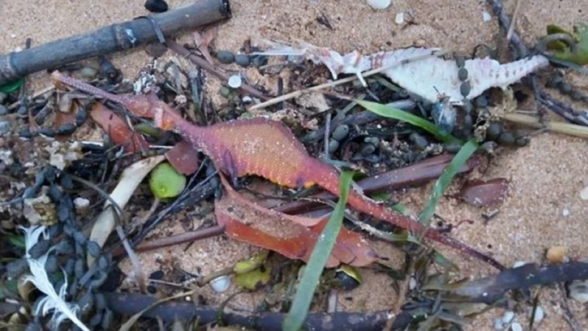 Hallaron una enorme cantidad de peces marinos fallecidos.