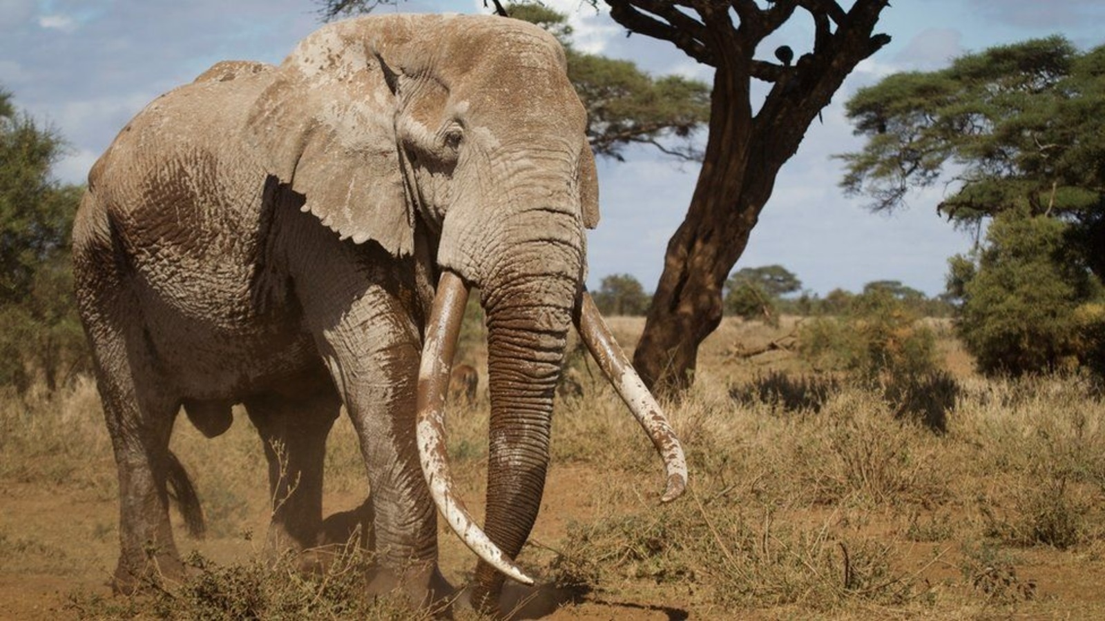 El elefante tusker es un animal que posee unos colmillos de marfil que pesan alrededor de 91 kilos (Imagen ilustrativa).