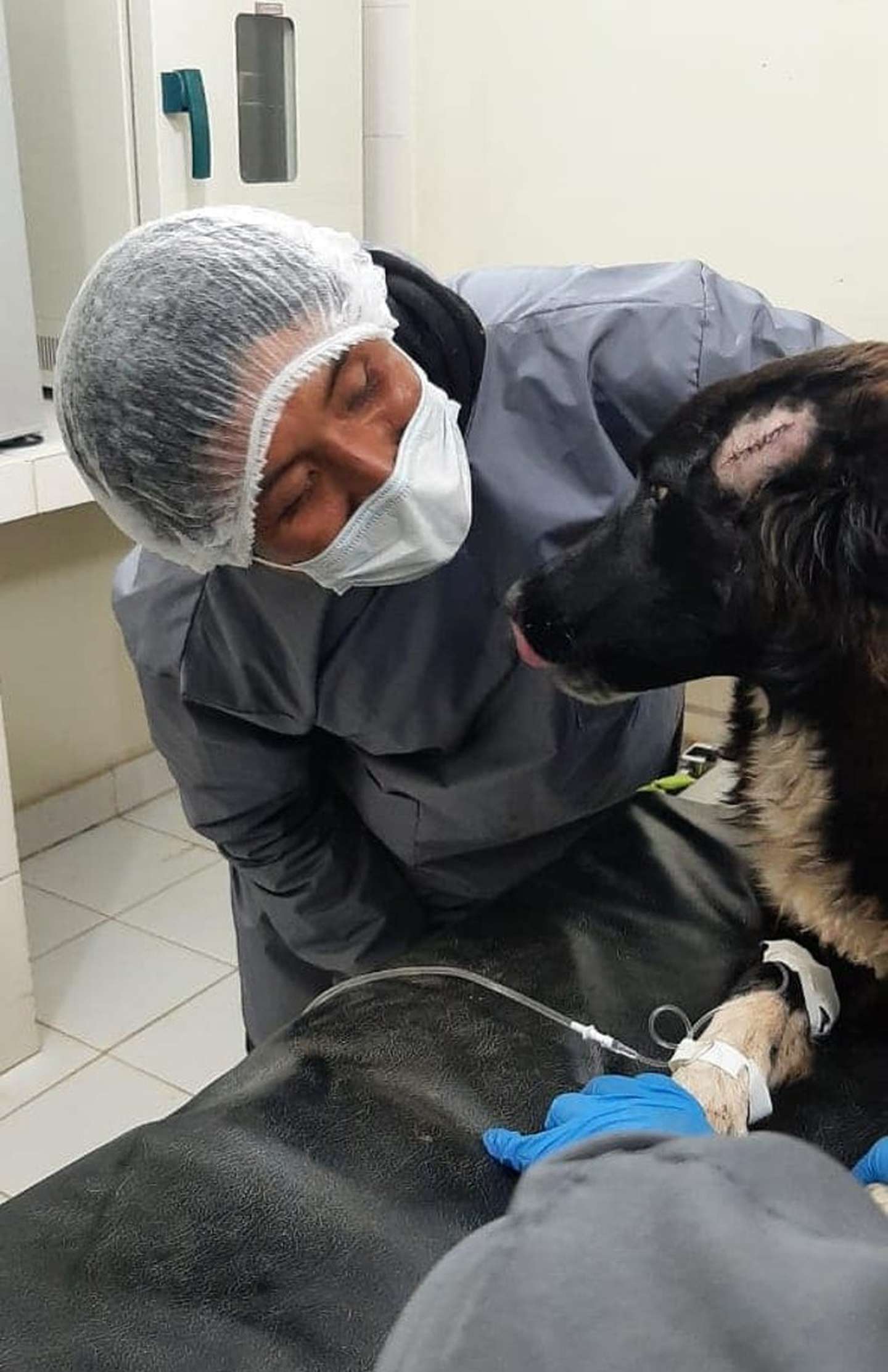 El perro sufrió múltiples heridas en la cabeza y el pecho.