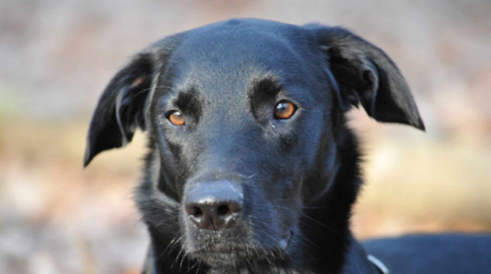 El heroico perro aún continúa en recuperación.