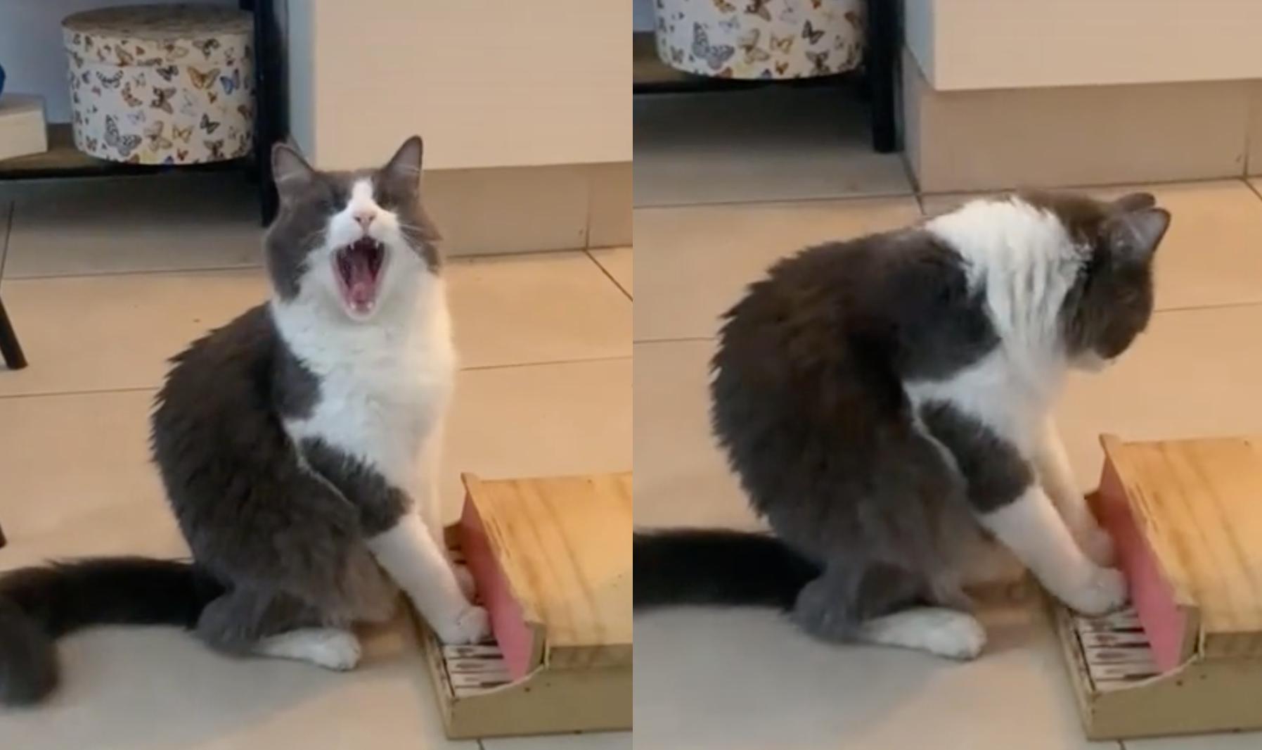 El gato que es tendencia en TikTok por su increíble habilidad.