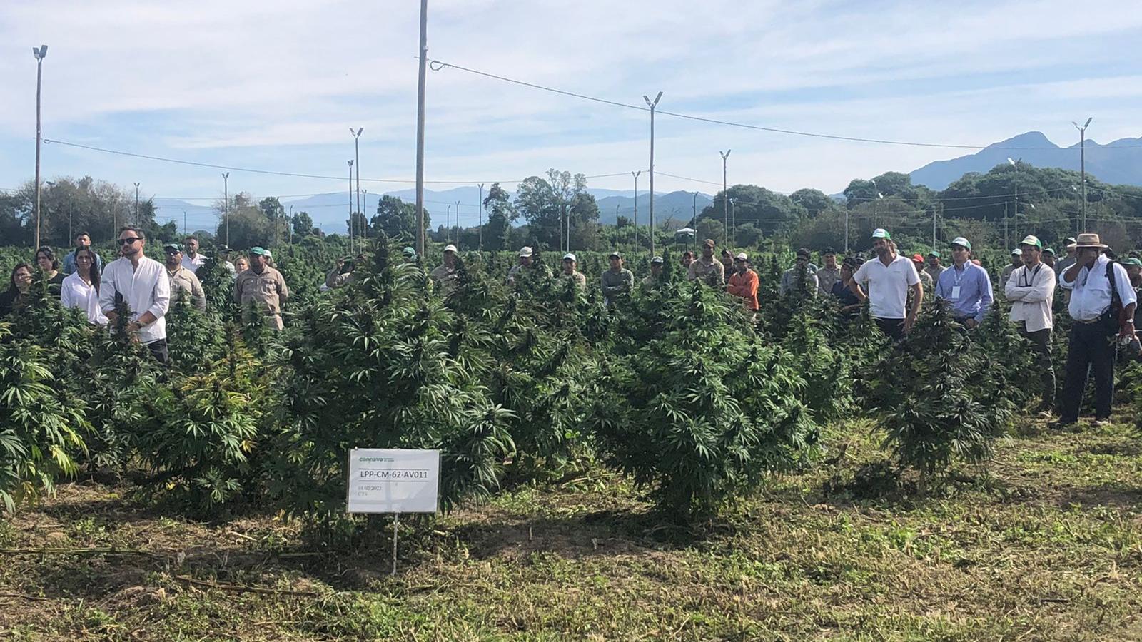 La empresa estatal Cannava dio inicio a la cosecha de 35 hectáreas de cannabis medicinal en Jujuy.