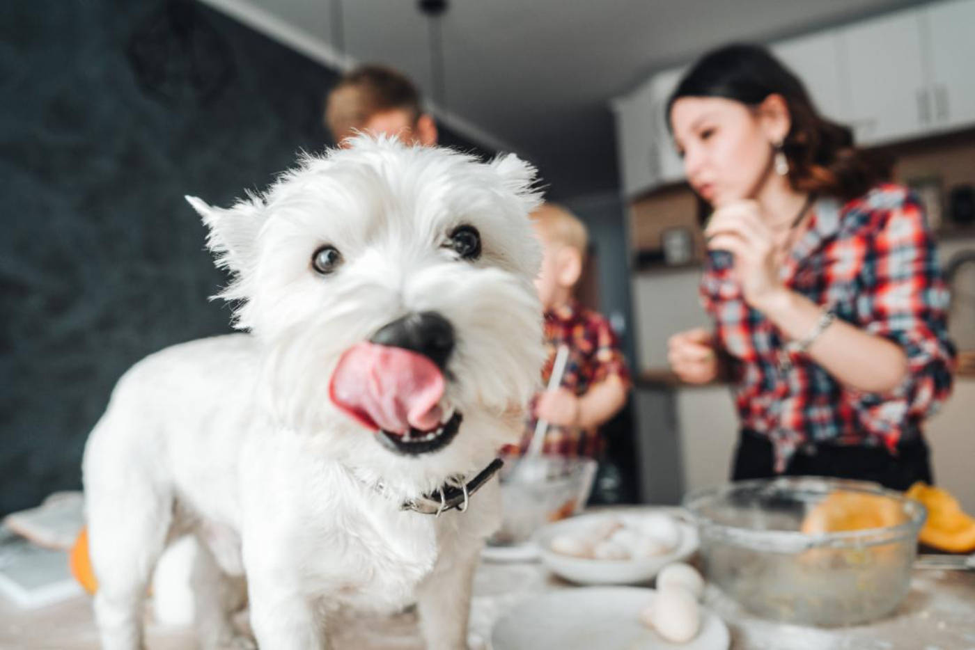 Tal como sucede con los humanos, la comida influye en muchos problemas de salud de los animales.