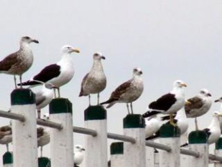 Las gaviotas estarían encargadas de controlar todos los movimientos de los seres humanos.