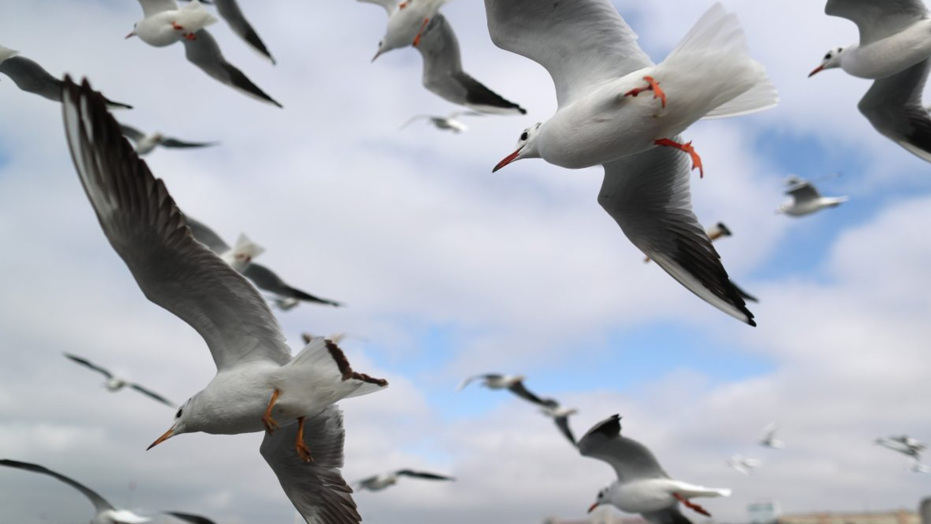 Un investigador advirtió a los seres humanos que tengan cuidado con las gaviotas, ya que serían enviadas para mandar información al mundo alienígena.