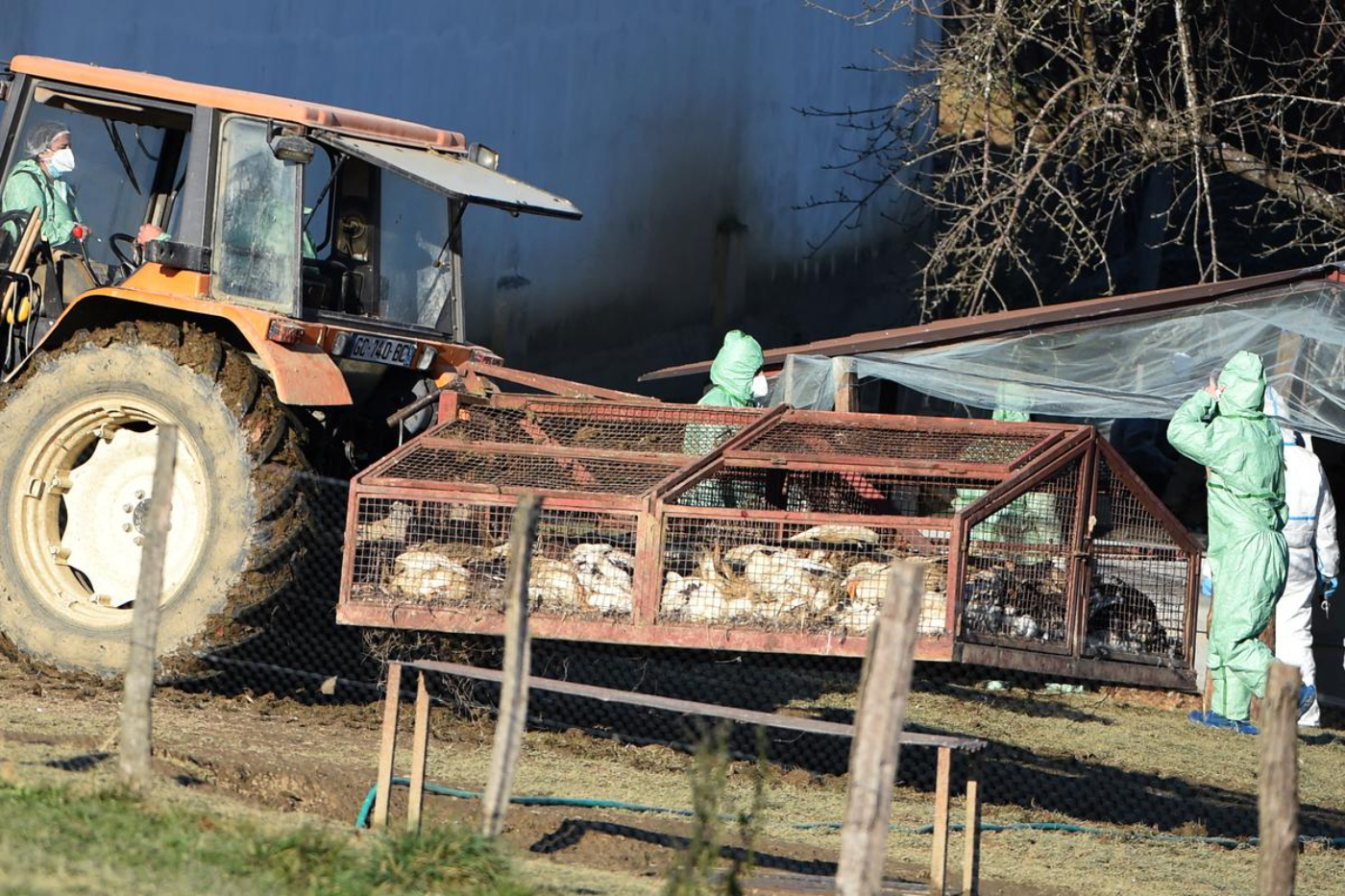 Las crisis vinculadas a la gripe aviar suelen concentrarse en el suroeste francés, sobre todo en las explotaciones de patos destinados a la producción de foie grass.