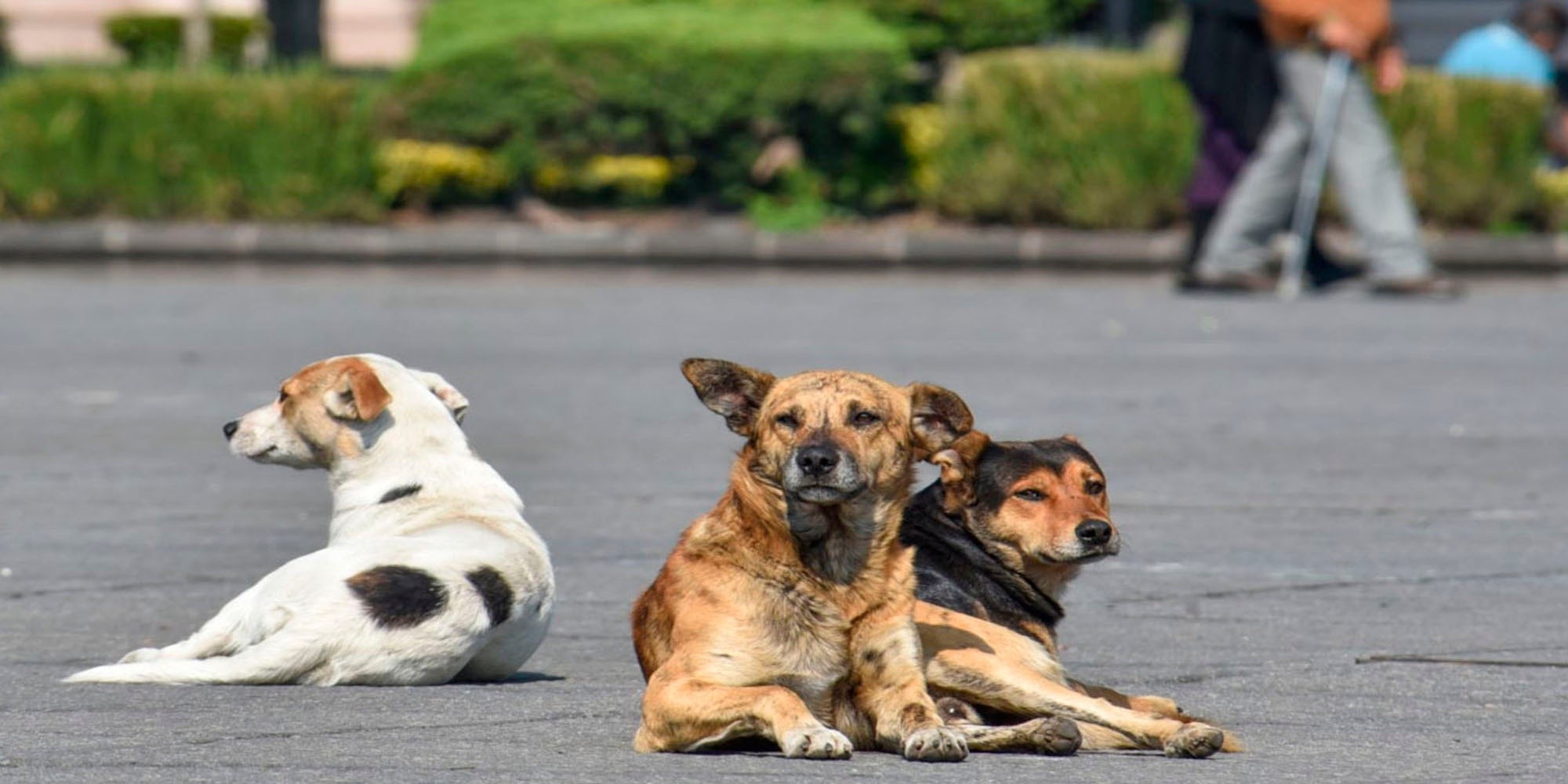 Tres perros le salvaron la vida a un hombre.