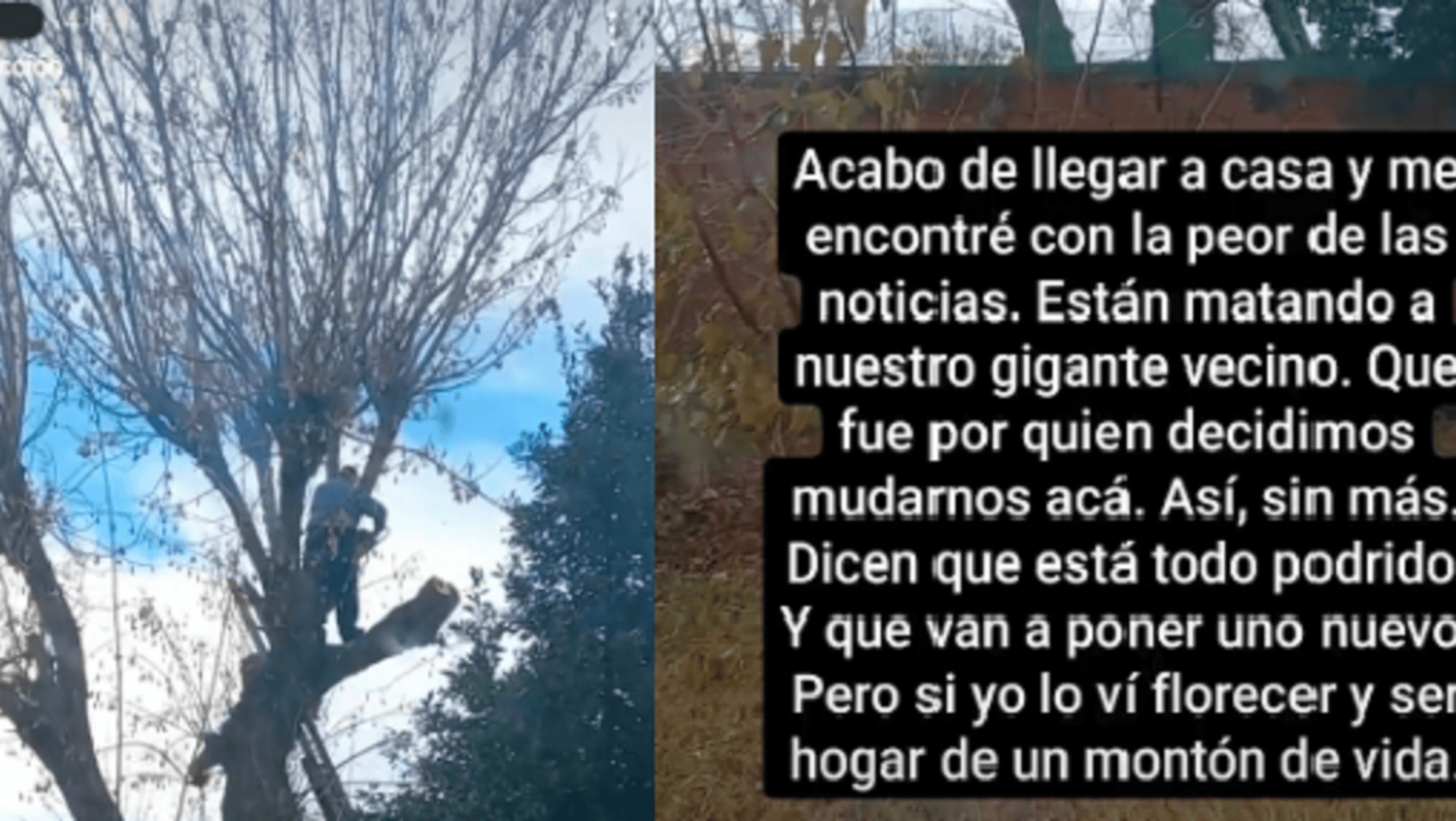 La reacción de un usuario tras ver la angustia de un vecino por un árbol que talaron frente a su casa.