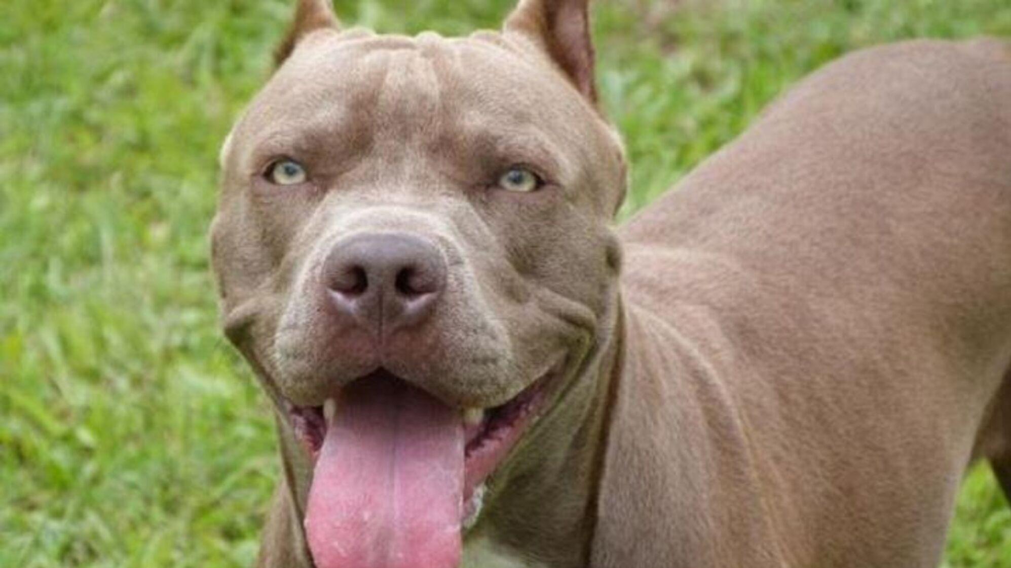 En el country juntaron firmas para implementar que los perros de raza Pitbull no estén permitidos en el lugar. 