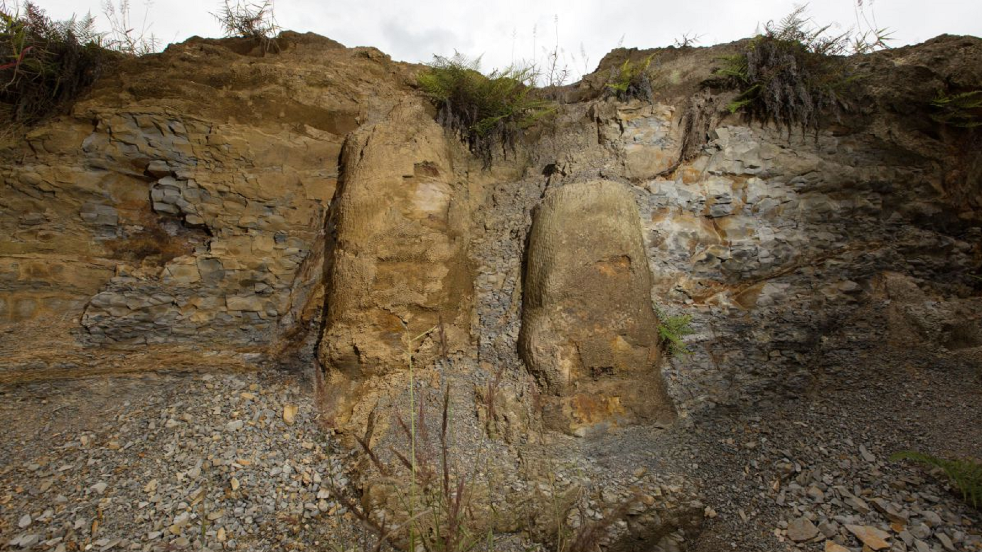 Se estima que el boque encontrado data de hace 290 millones de años.  