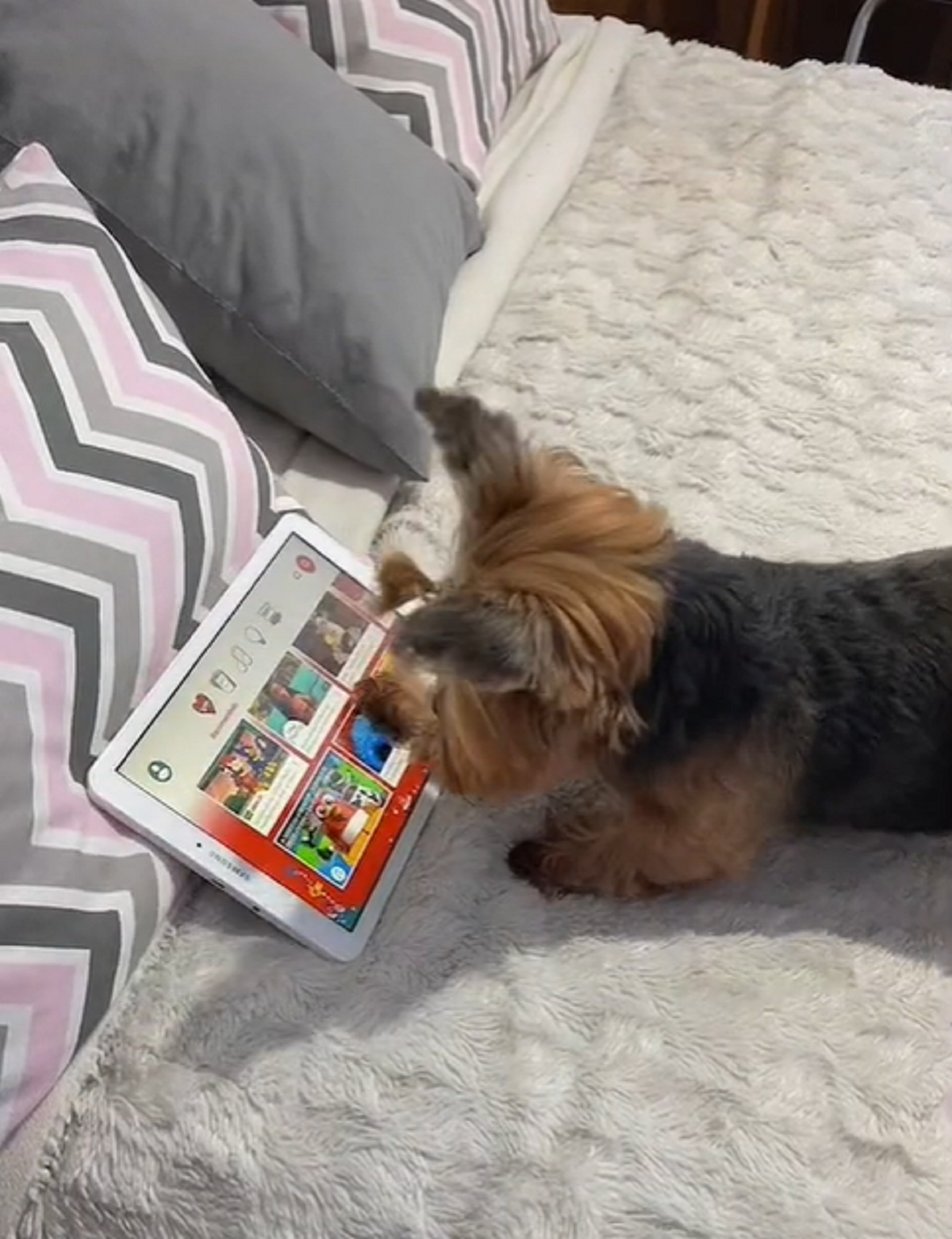 Perrita “Lola” que es viral por usar su tablet y mirar Paw Patrol (  <a href='https://www.cronica.com.ar/tags/TikTok'>TikTok</a>/@lola_brambi).