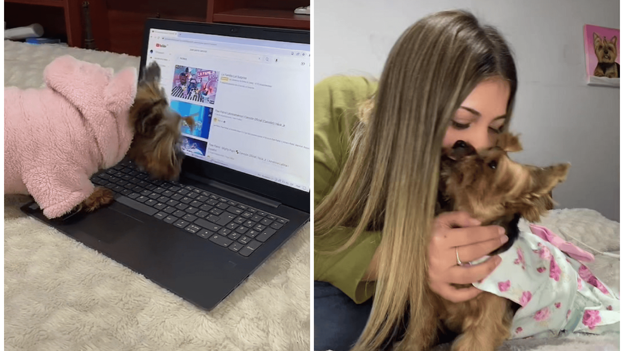 Perrita “Lola” que es viral por usar una computadora y mirar dibujos animados (TikTok/@lola_brambi).