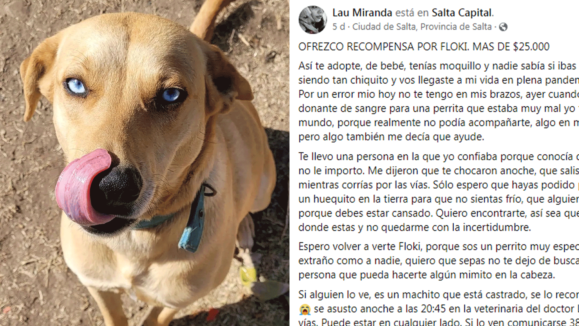 Una joven perdió a su perro, ofreció una recompensa para encontrarlo y se volvió viral: “Espero volver a verte, Floki”