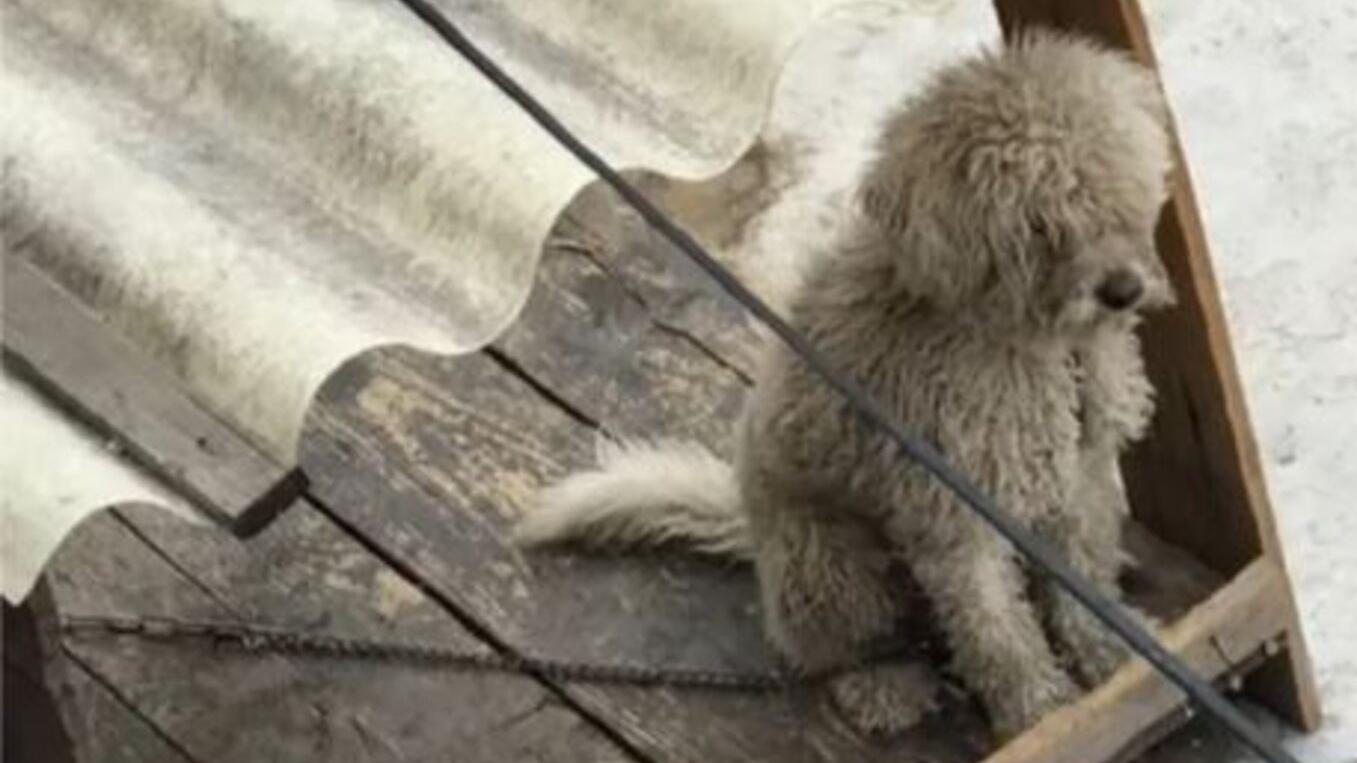 El animal vivía atado y con un recipiente de agua (TikTok).