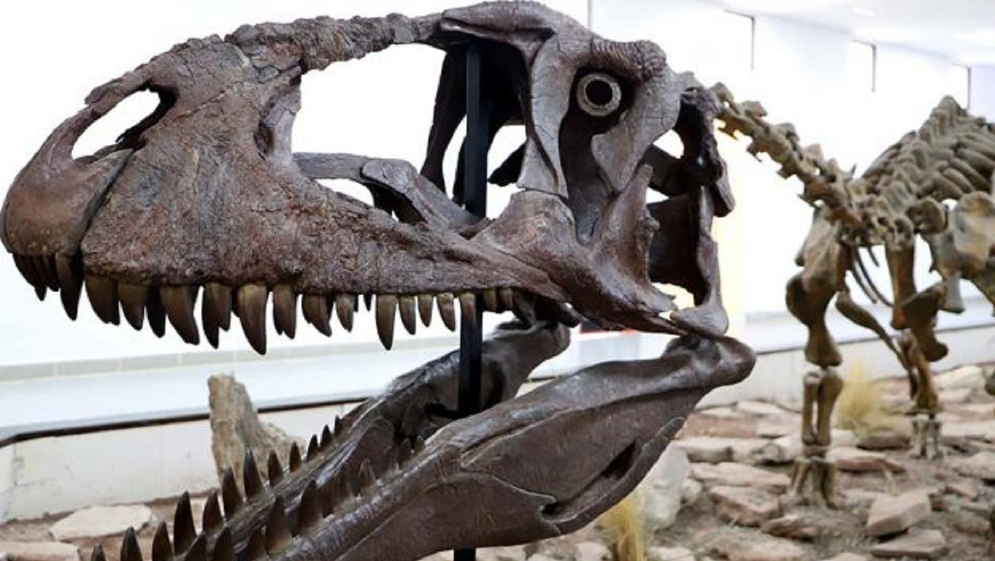 Descubrieron un nuevo dinosaurio gigante con particulares características en Argentina.