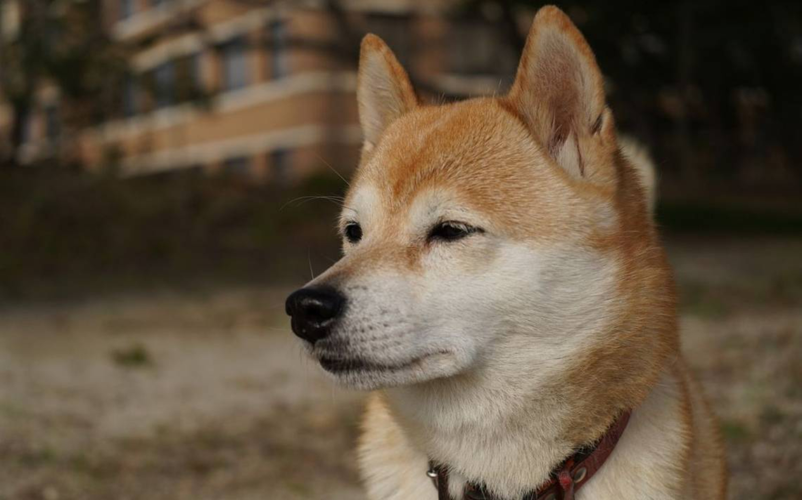 La dueña del canino aseguró que la información que le brindaron resulta sospechosa y aún tiene muchas dudas sobre lo que pasó en el campamento. 