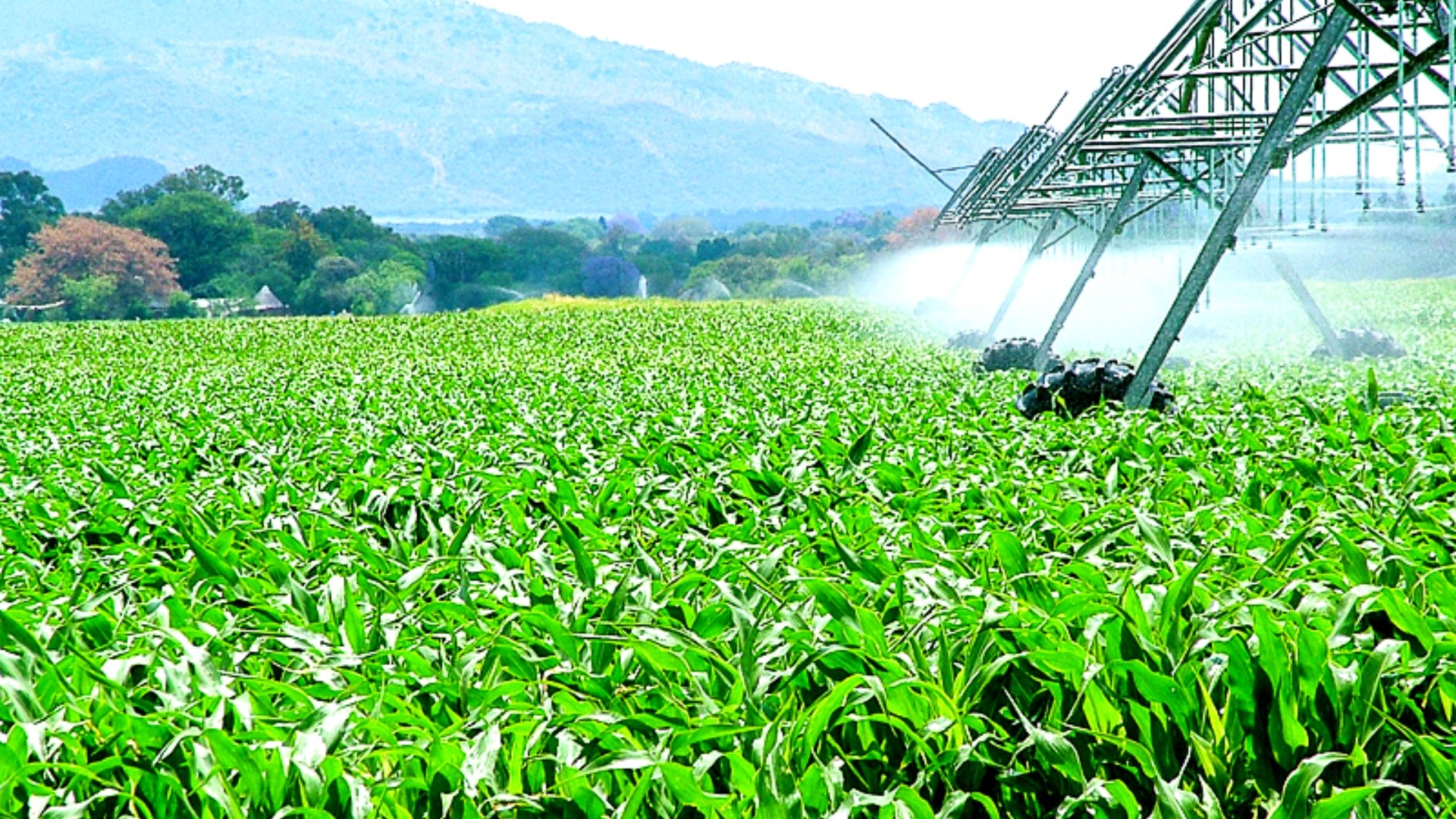 Diputados analizan el proyecto de desarrollo agroindustrial.