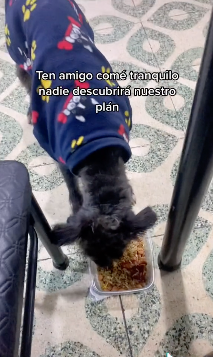 El perrito disfrutando del plato.