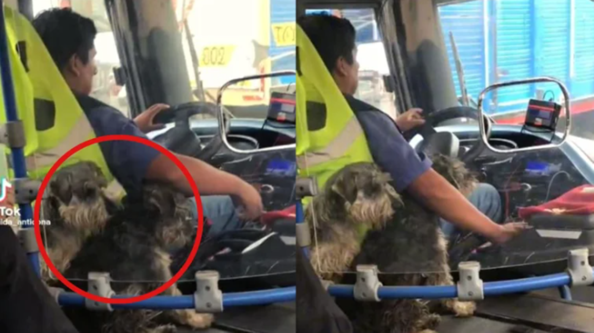 Video de unos perritos acompañando a un chofer se hace viral en TikTok