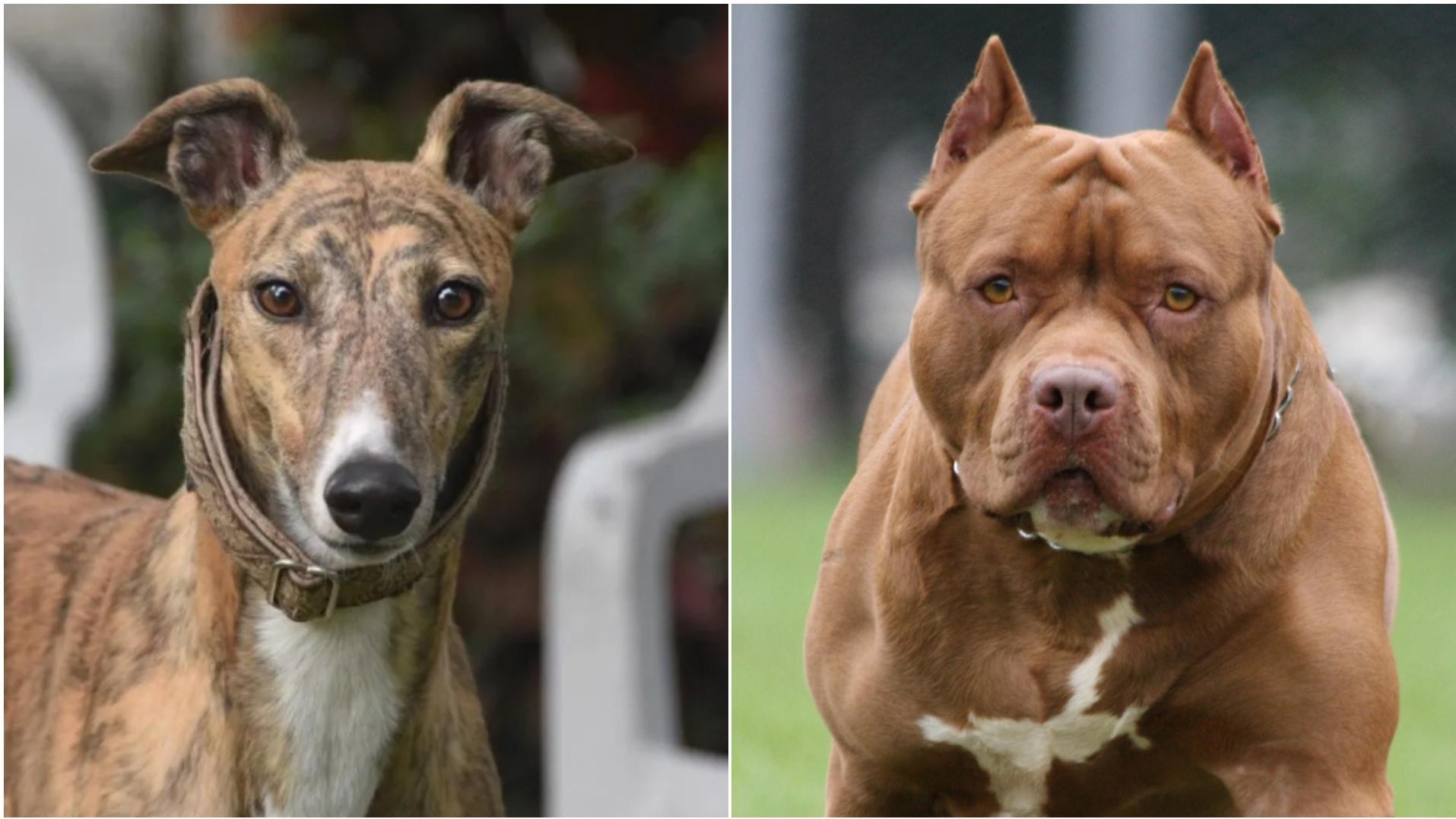 Impactante: denuncian a un hombre por robar galgos para dárselos de comer a su pitbull