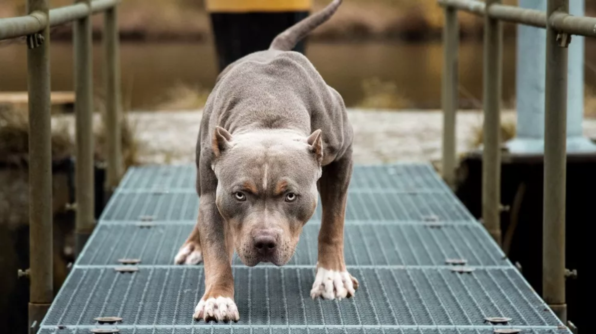 Un perro de raza pitbull atacó a un adolescente y lo dejó en el hospital. 