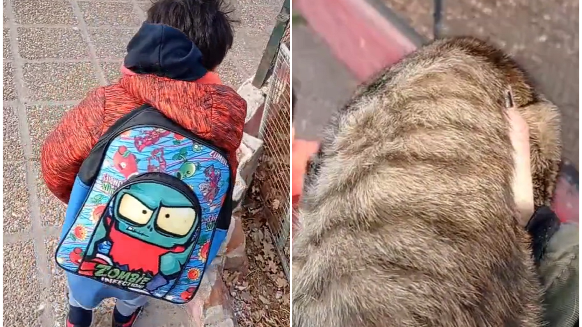 Nene se hizo viral por esconder a su gata en la mochila (TikTok/@yamiitorres516).