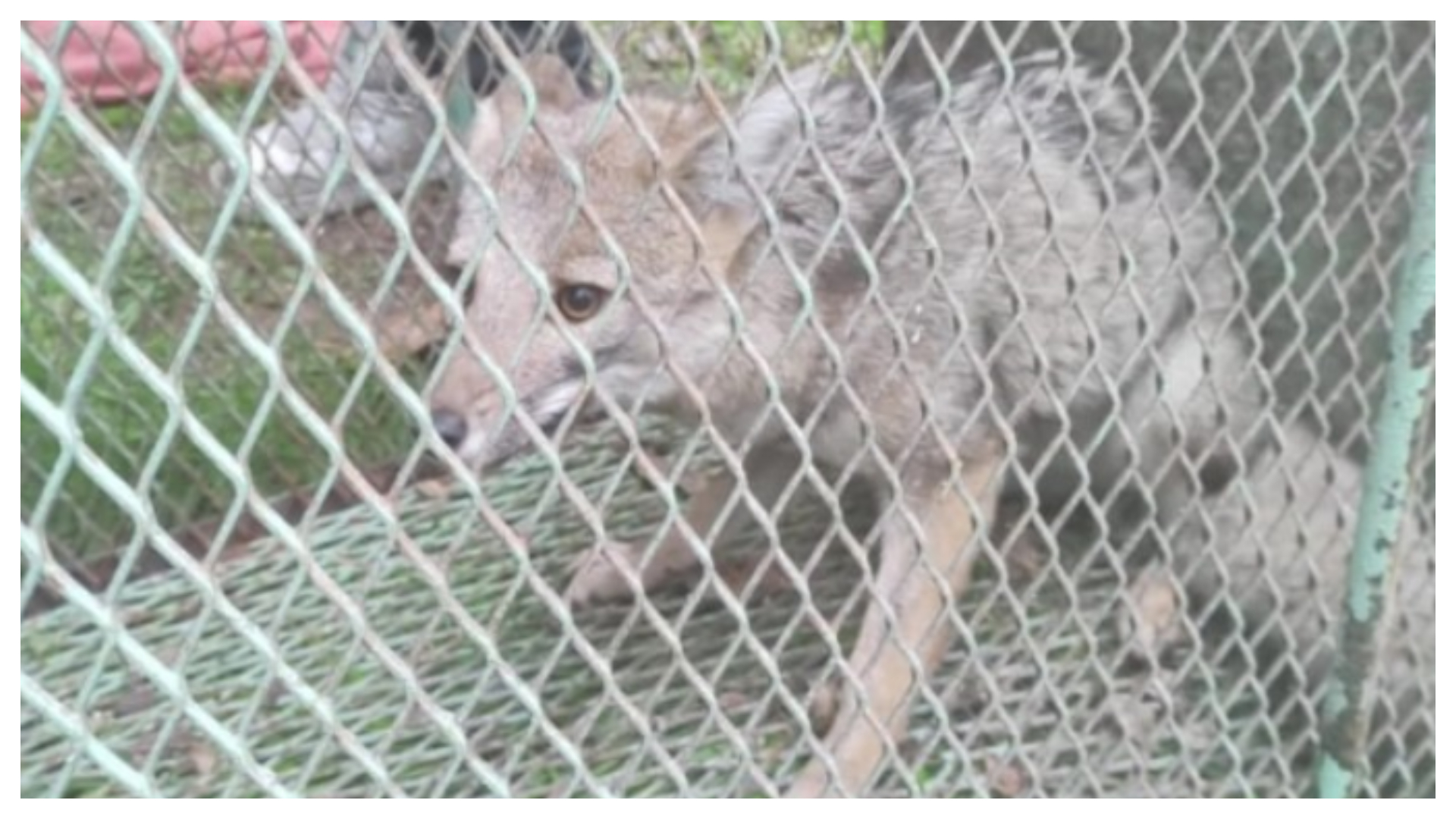 El momento de la captura del pequeño zorro perdido