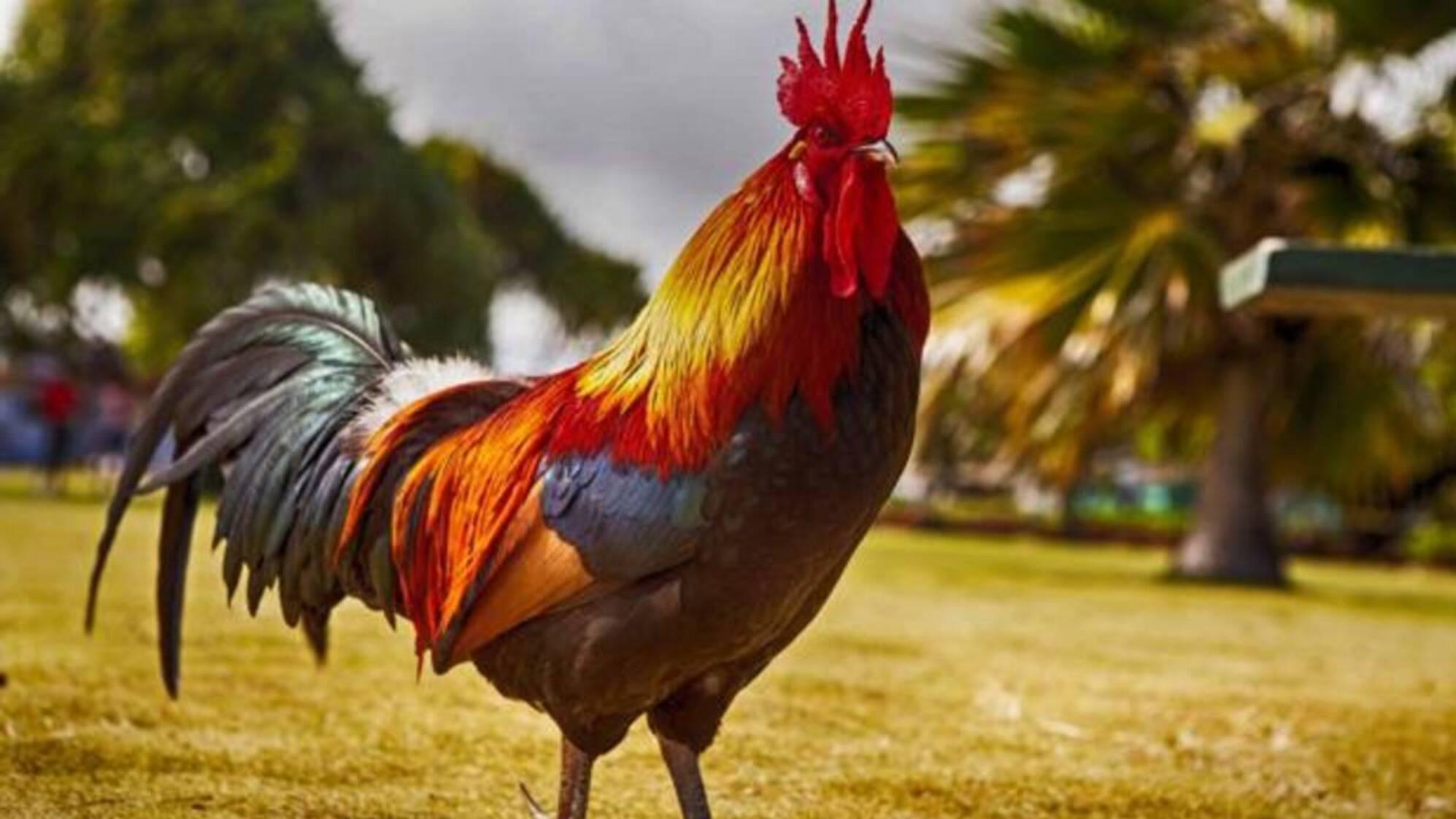 El dueño del gallo no quiere dejarlo, pese a las demandas.