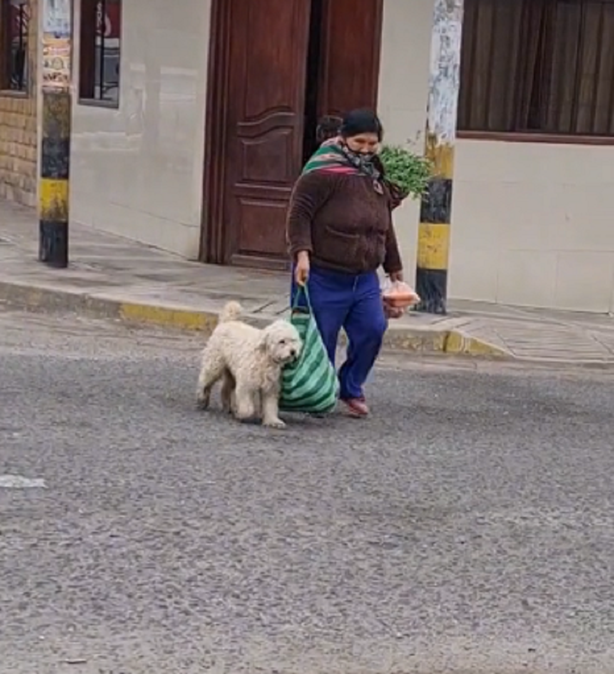 Señora recibe ayuda de su perro y son furor (  <a href='https://www.cronica.com.ar/tags/TikTok'>TikTok</a>/@carolinaatoche27).