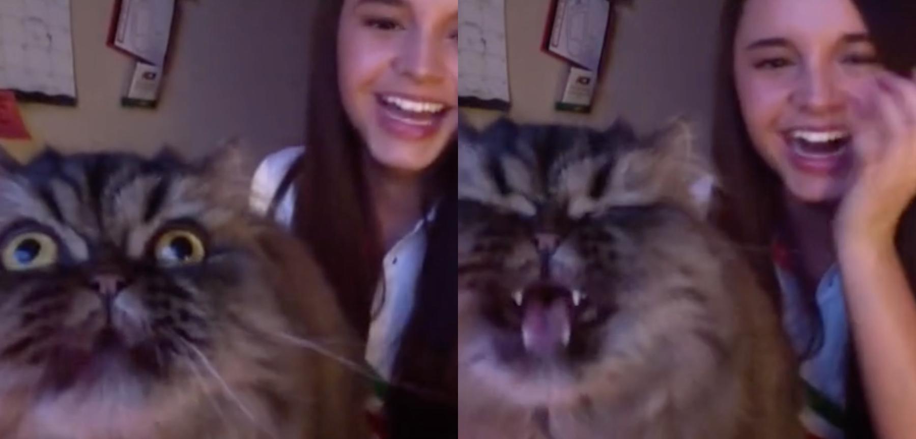 El animal se ganó el amor de todos en TikTok.