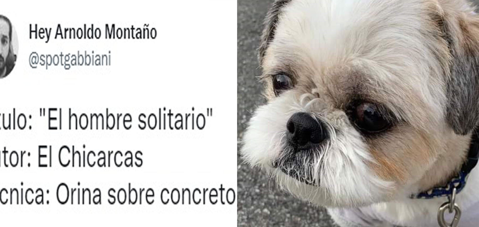 Furor por perro artista que 