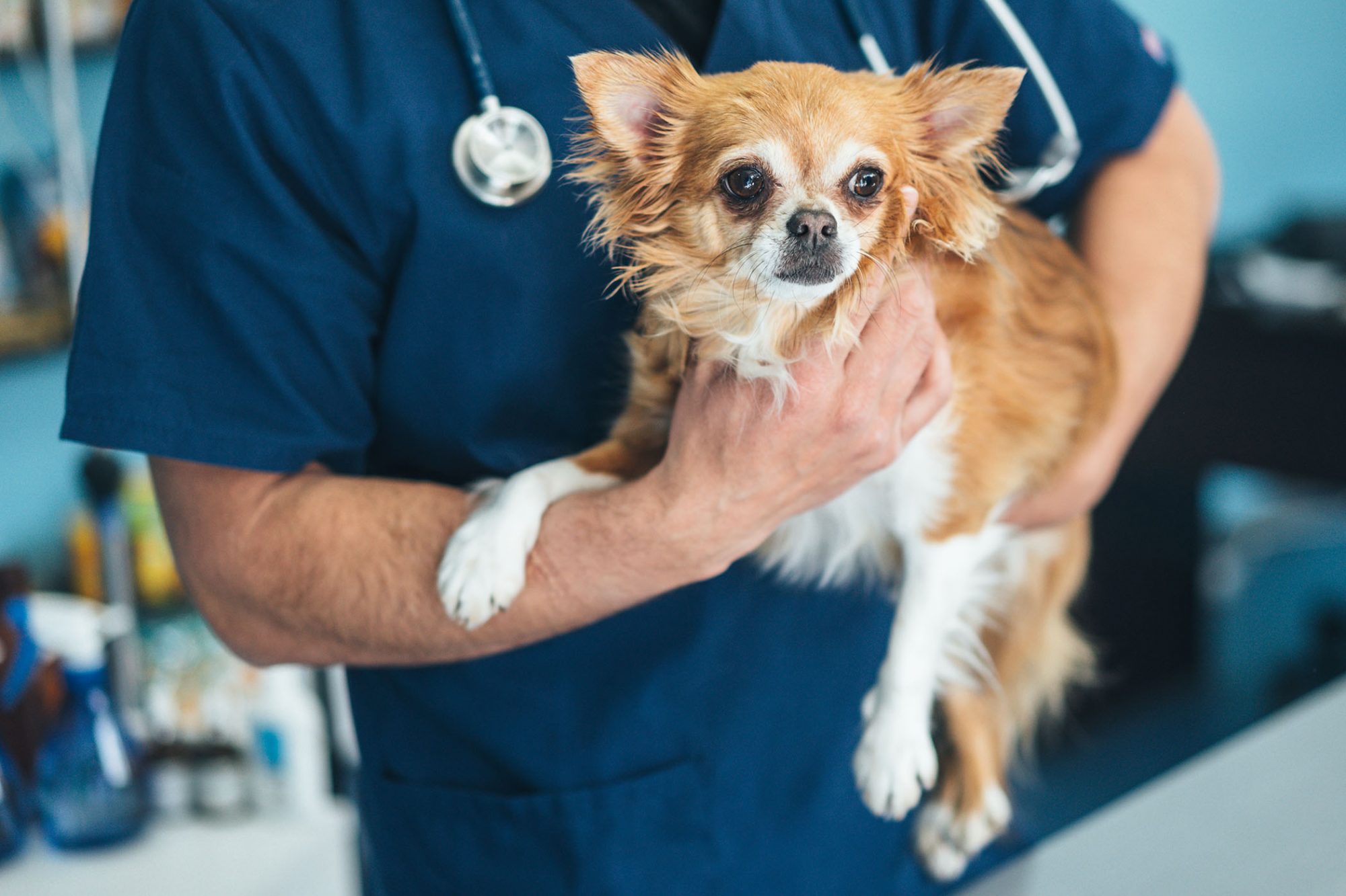 Hasta el momento, el virus mató al menos a 30 caninos después de que presentaran síntomas similares al parvovirus.