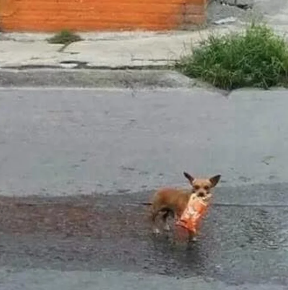 El perro logró comprar el pedido de su dueño.