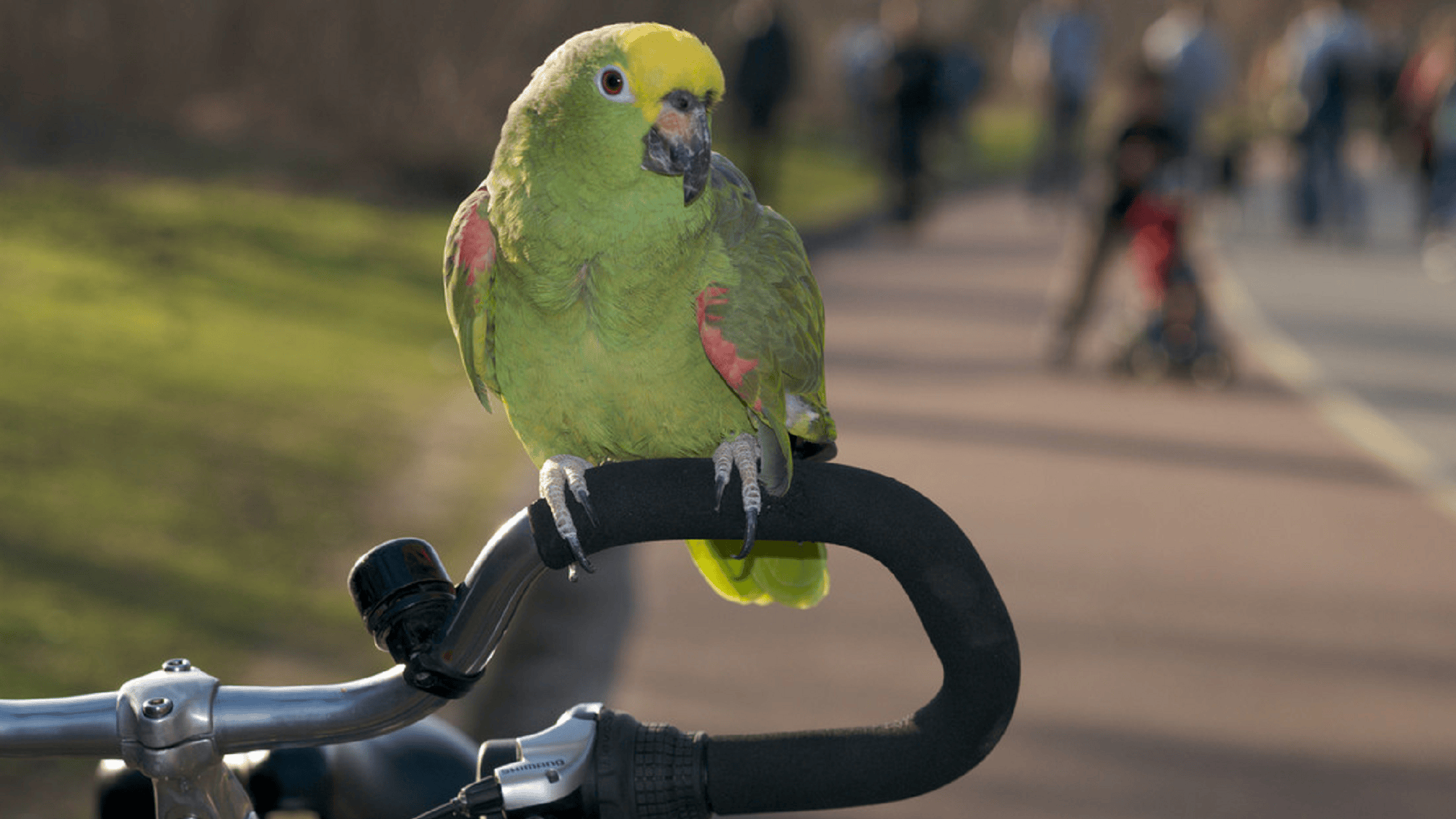 Un loro dejó inconsciente a un ciclista español después de chocarlo (Imagen ilustrativa).