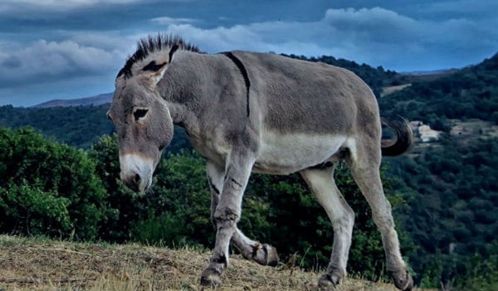 Hallan 7.000 penes de burro en un aeropuerto.