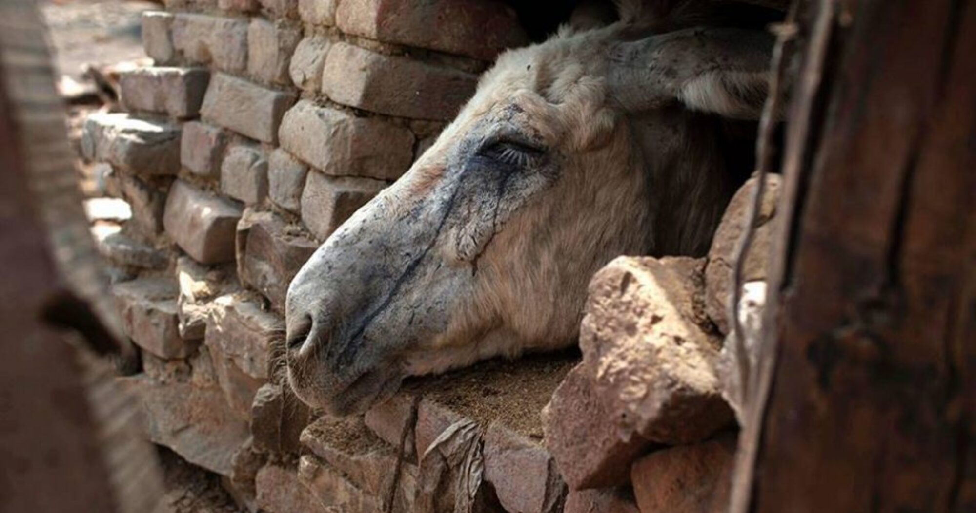 7.000 penes de burro que iban a exportarse a Hong Kong fueron requisados en el Aeropuerto Internacional de Nigeria.