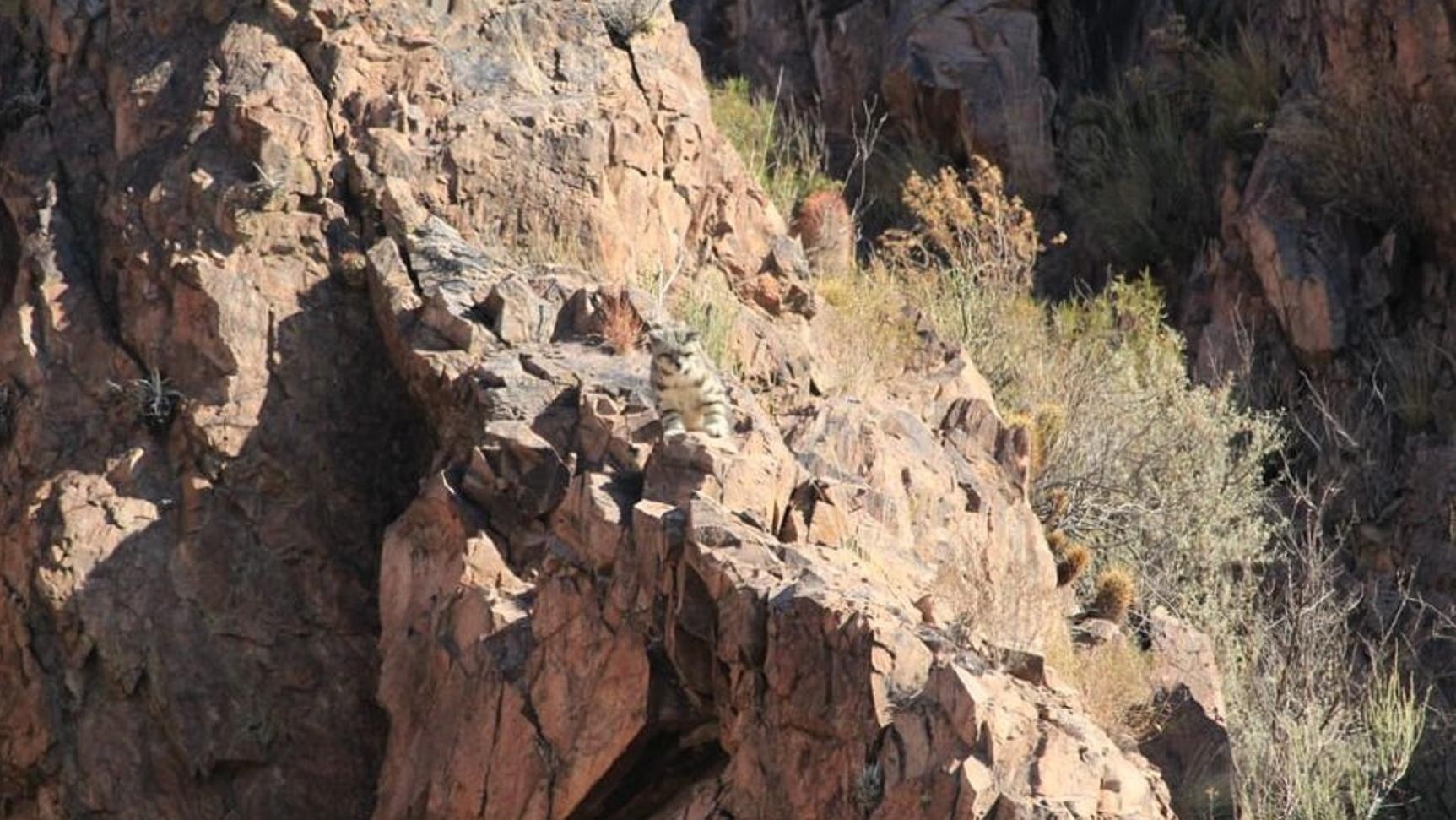 ¡Mirá las fotografías del gato andino! Uno de los registros más importantes de los últimos años.