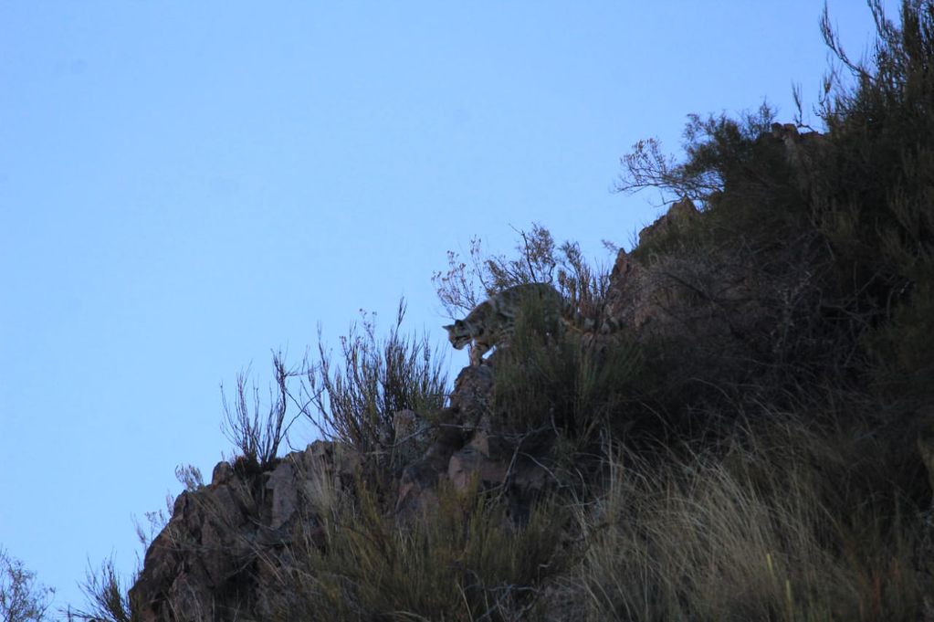 Reapareció 'el Fantasma de los Andes'. (Fotografío: Gonzalo Espina).