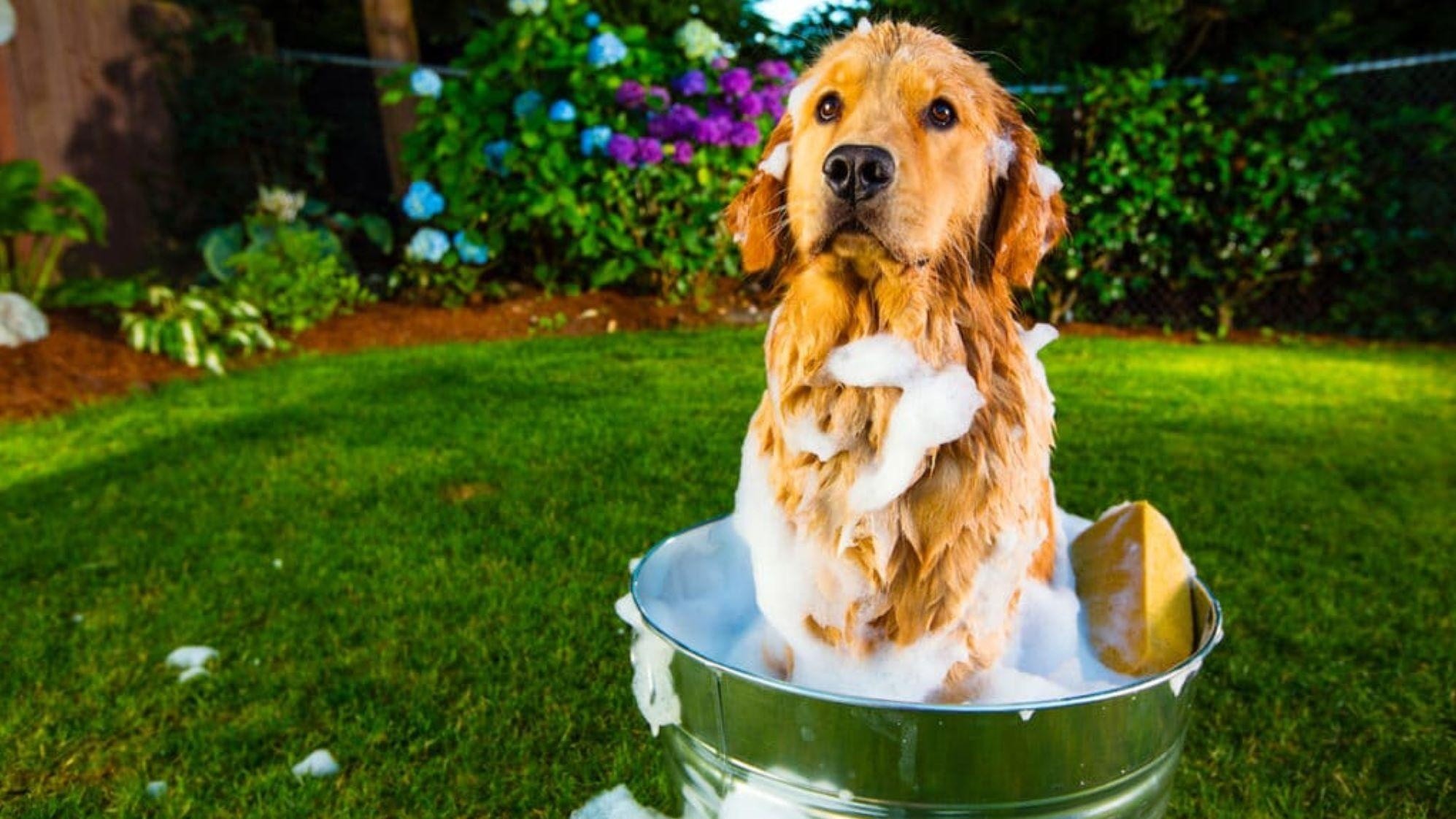 Los mejores trucos para quitarle el mal olor a tu perro.