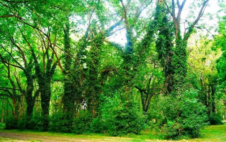 Escapada de finde largo en 25 de mayo. (Estación forestal INTA). 