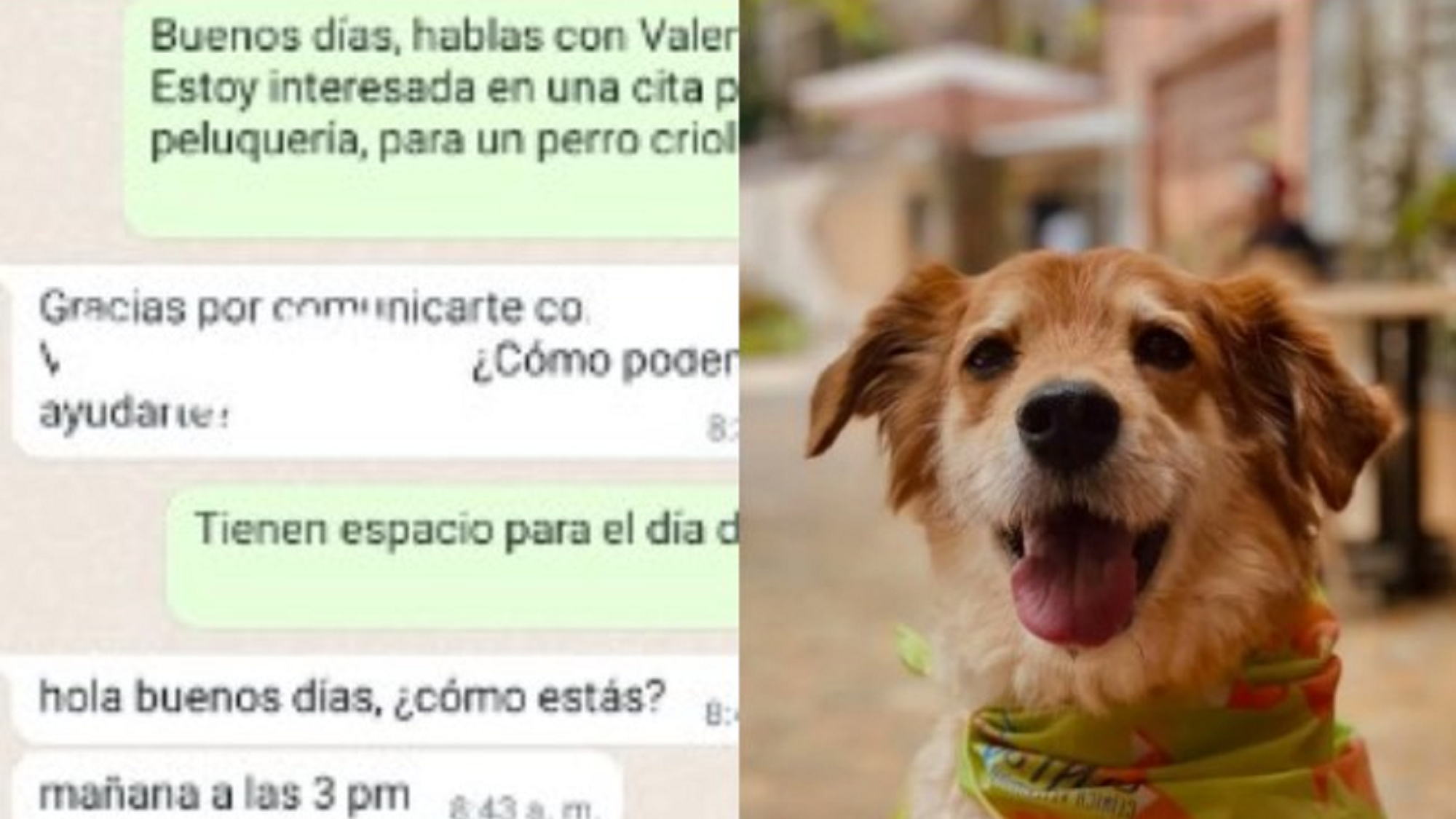 Conocé al perro Quien, que revoluciono las redes.