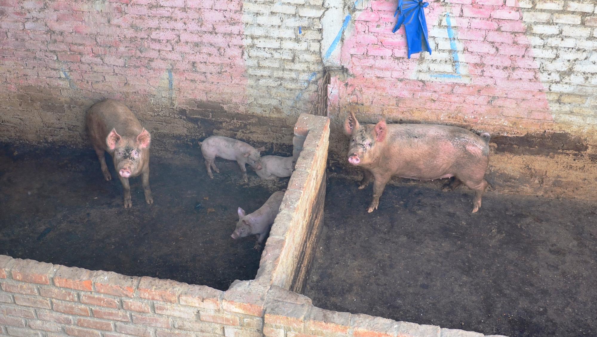 La víctima había sido comida por los animales del predio.