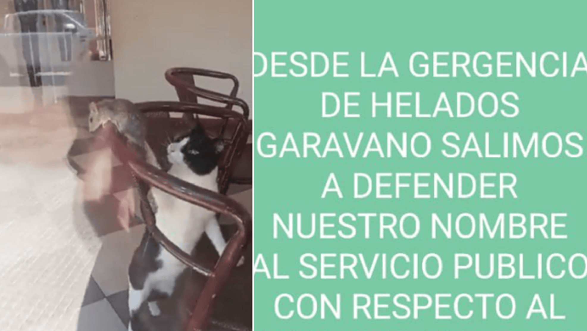 Filmaron a una rata peleando con un gato en un local: la insólita explicación del dueño causó furor en las redes