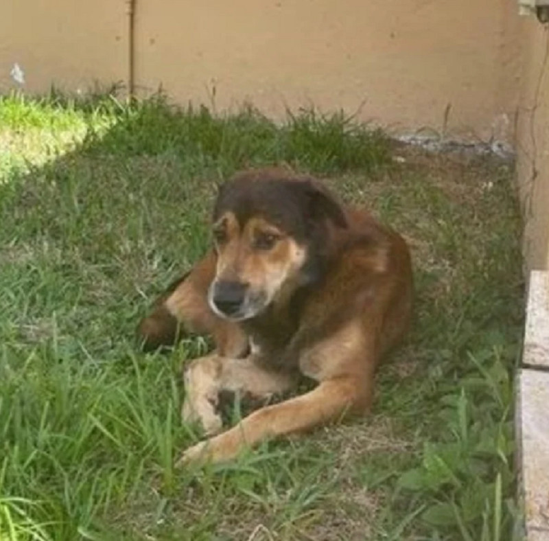 Los vecinos notaron la situación y llamaron para rescatar al perro abandonado.