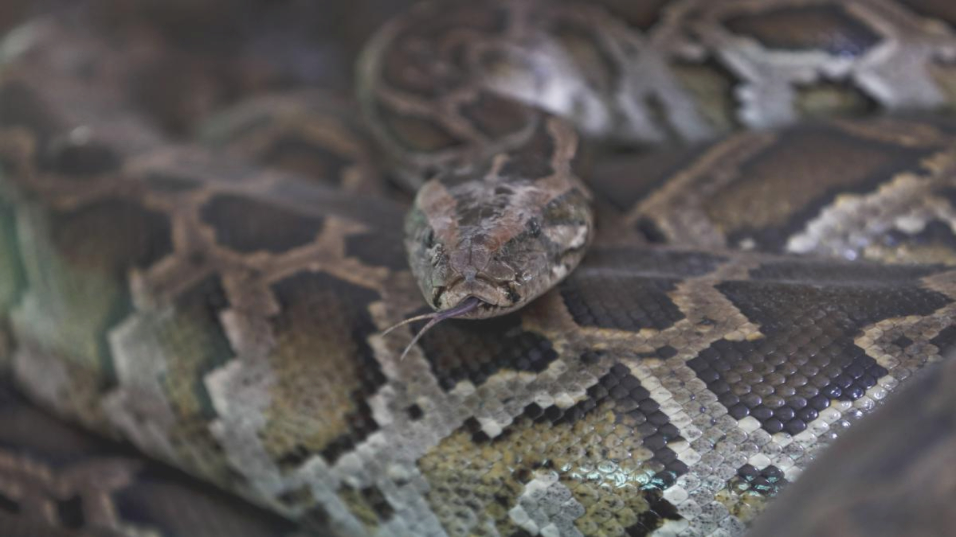 El cuerpo de la mujer fue rescatada del interior de la serpiente sin vida