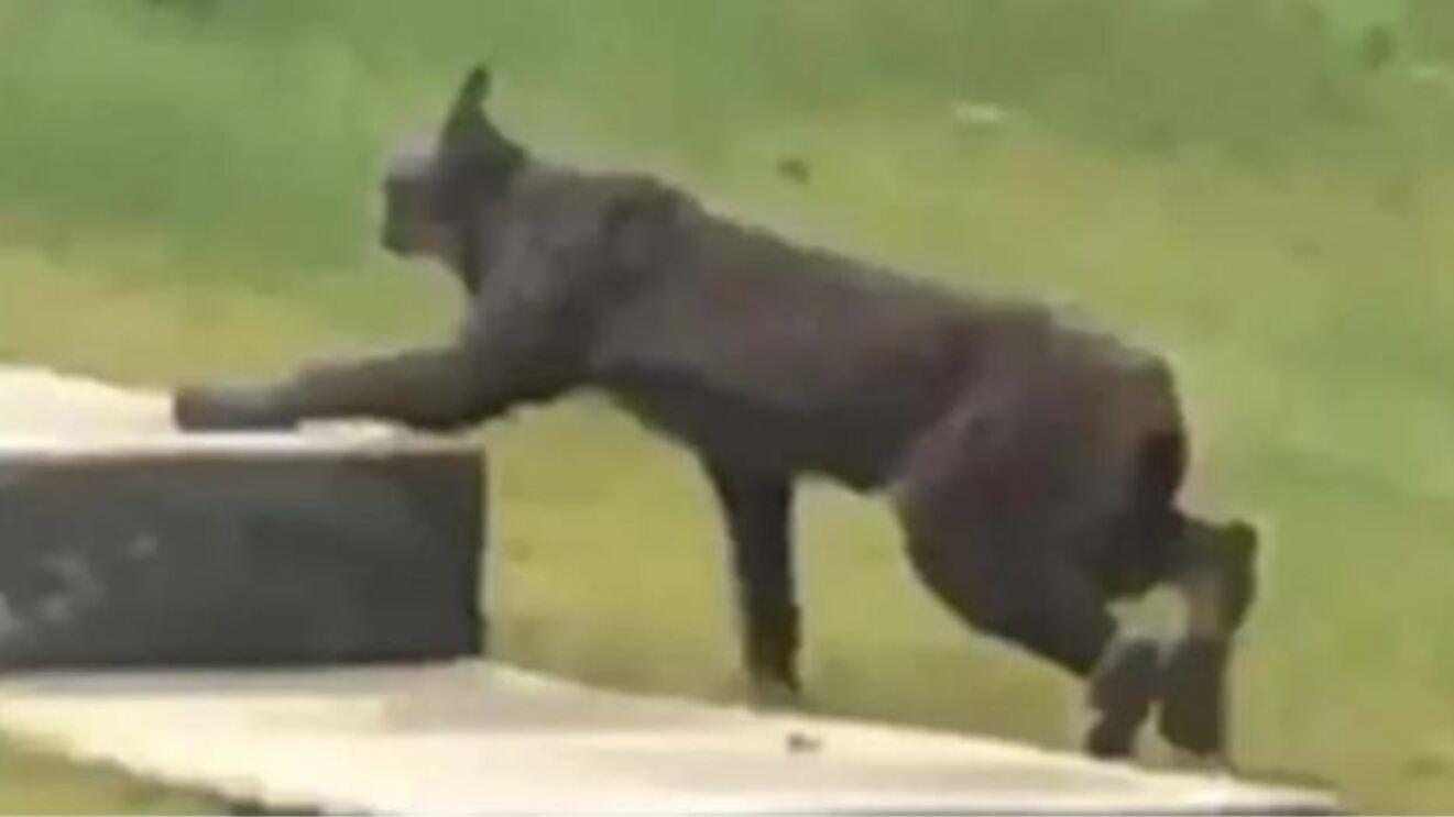 Es la primera vez en la historia que se capta la presencia de un lince negro (Captura de video).