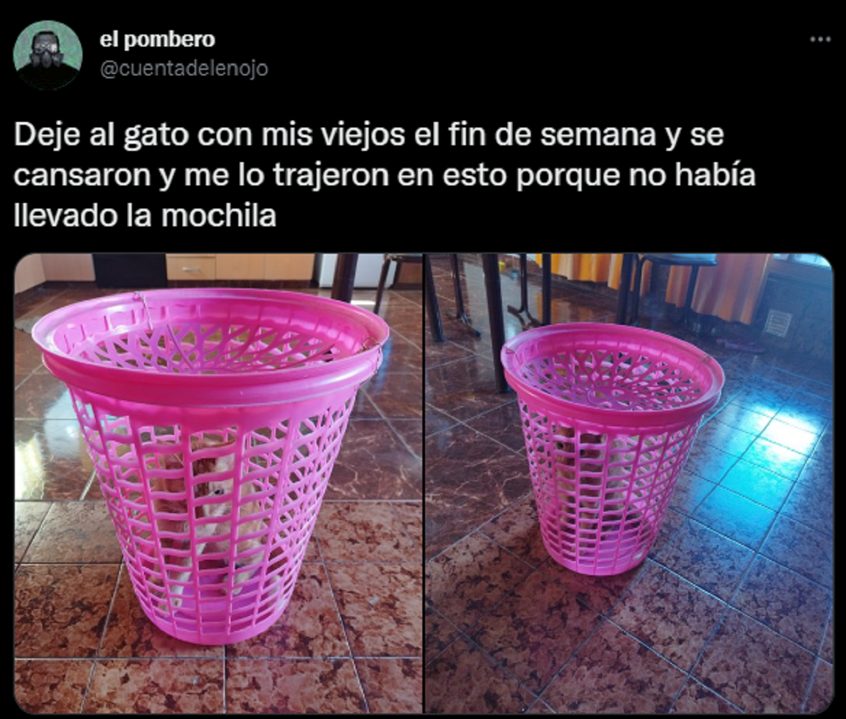 El tuit viral de la joven que dejó su gato a cuidado de sus padres.