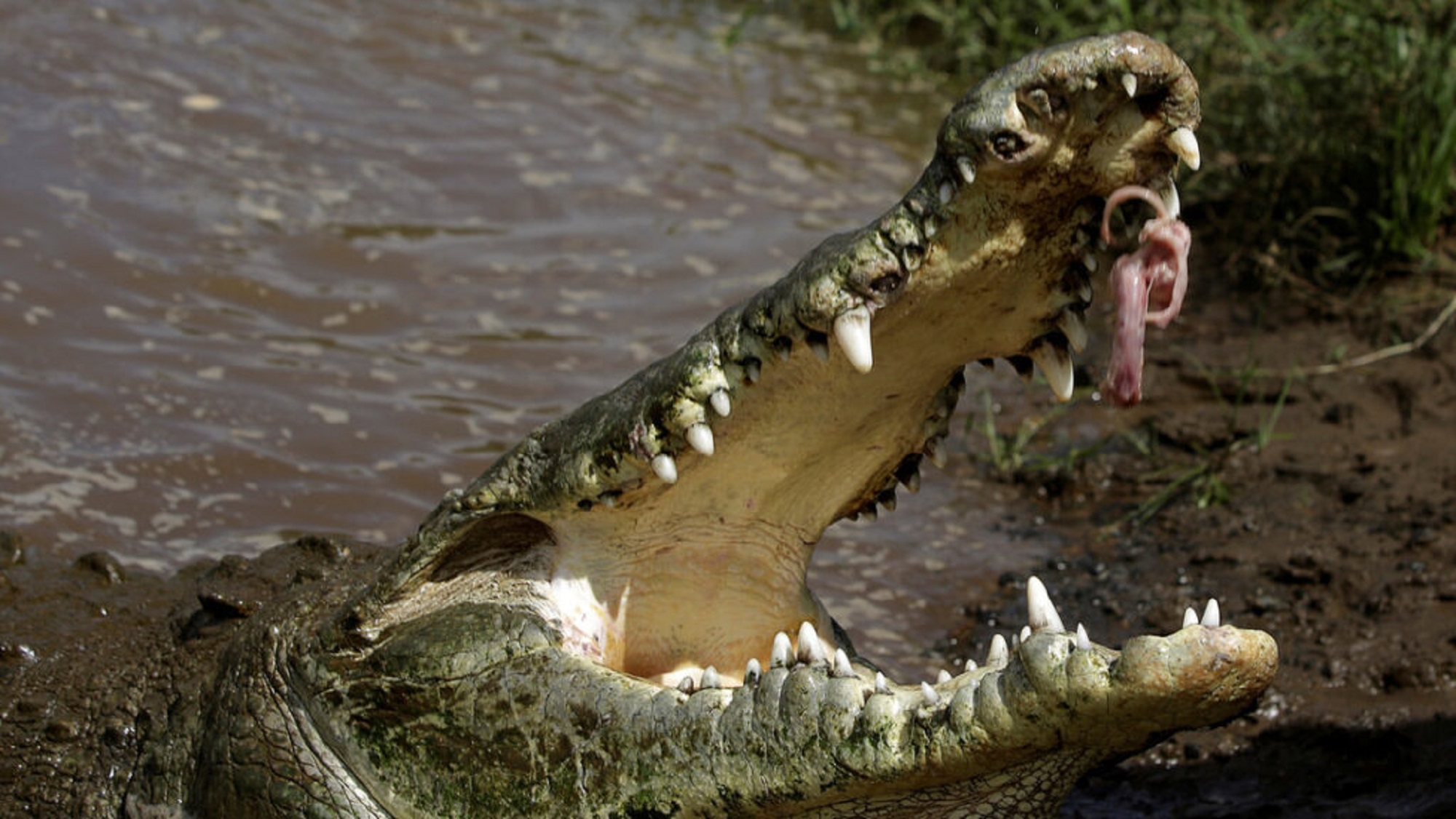 Un cocodrilo atacó a un nene de 8 años en Costa Rica.